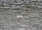 Red-throated Loon (69)
