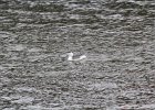 Red-throated Loon (71)