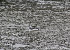 Red-throated Loon (73)