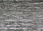 Red-throated Loon (74)