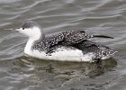 Red-throated Loon