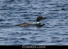 005 - 91 Common Loon