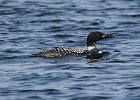 101Common Loon