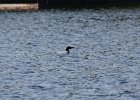 Common Loon (1)