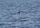 Common Loon (10)