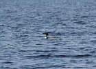 Common Loon (11)