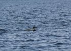 Common Loon (12)