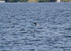 Common Loon (14)