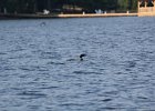Common Loon (15)