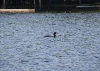 Common Loon (16)