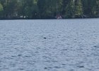 Common Loon (2)