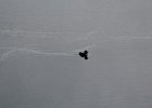 Common Loon (20)