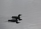 Common Loon (25)