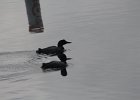 Common Loon (27)