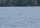 Common Loon (3)