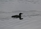 Common Loon (30)