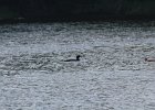 Common Loon (31)