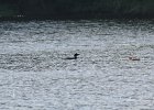 Common Loon (32)