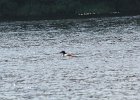 Common Loon (34)