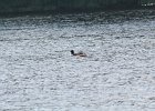 Common Loon (35)