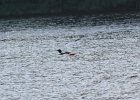 Common Loon (36)