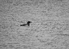 Common Loon (37)