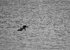 Common Loon (38)