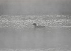 Common Loon (39)