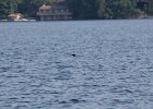 Common Loon (4)
