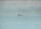 Common Loon (40)