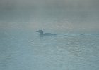 Common Loon (41)