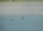 Common Loon (46)
