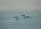 Common Loon (47)