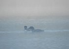 Common Loon (49)