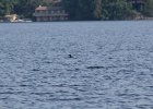 Common Loon (5)