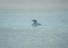 Common Loon (52)