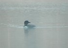 Common Loon (53)
