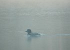 Common Loon (54)