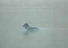 Common Loon (55)