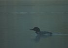 Common Loon (57)