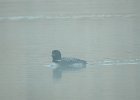 Common Loon (58)