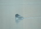 Common Loon (59)