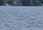 Common Loon (6)