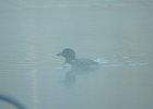 Common Loon (60)