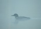 Common Loon (61)