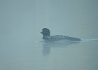 Common Loon (62)