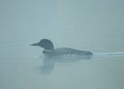 Common Loon (63)
