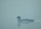Common Loon (64)