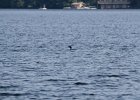 Common Loon (7)