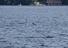 Common Loon (8)